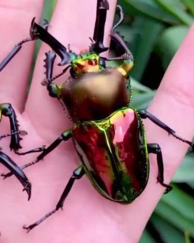 🔥 Rainbow stag beetles