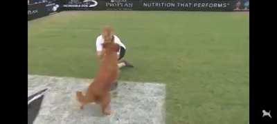 This Golden Retriever amazed me