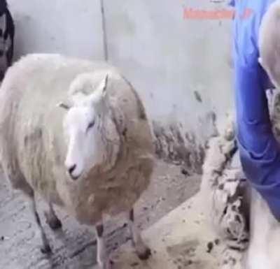 Oveja Sheep Pecora Koyun Schaf