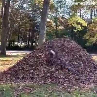 TBH, this would be my reaction to a pile of leaves that high, as well.