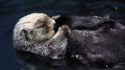 Fluffy little otter having a bath