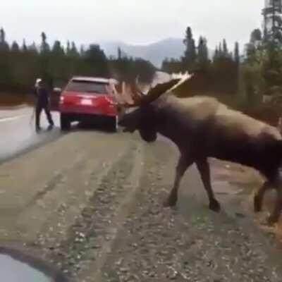 Absolute Unit Of A Moose Spotted Crossing A Road In Alaska