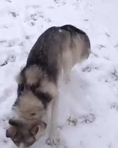 Blind dog gets excited over a snow storm