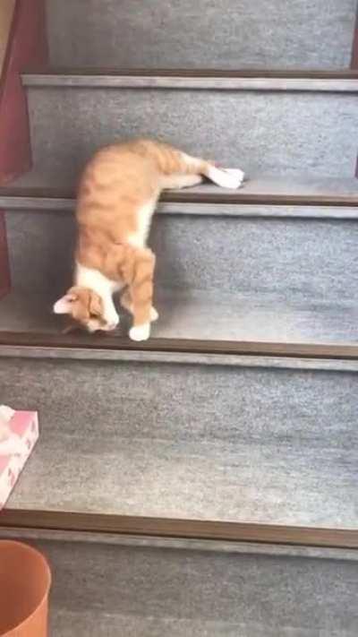 Cats are liquid (and also really lazy)