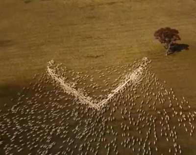 Australian farmer couldn’t attend his aunts funeral so he laid out grain in the shape of a heart so “she can see it through the clouds”