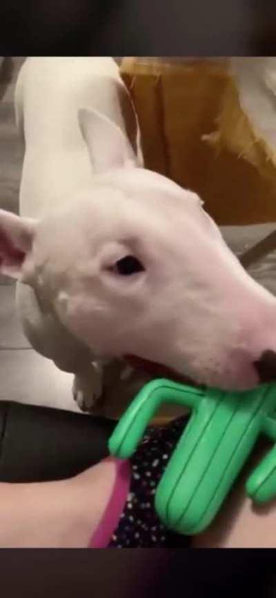 Walter