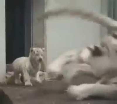 Baby tiger sneaks up on its mom