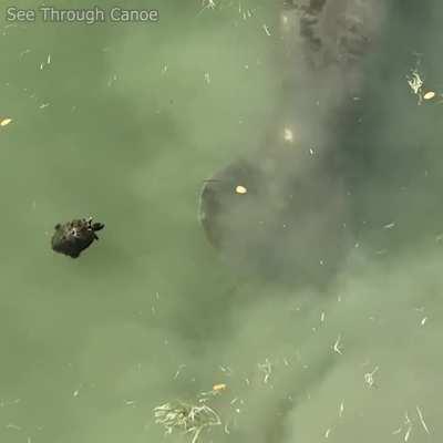 🔥Turtle Sees Manatees, Backs Up and Turns Around and Goes Back the Way He Came