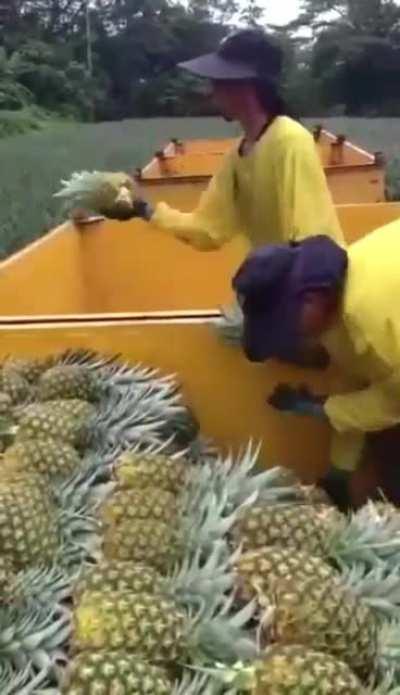 Collecting pineapples as a team.