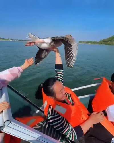 Boater lends a helping hand to give a goose some rest while mid flight.