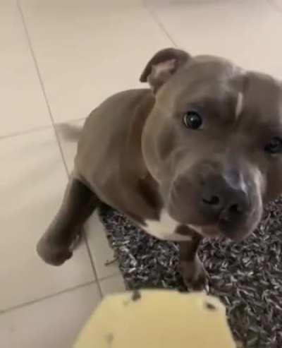 This pittie taking the cutest bite ever