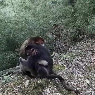 This is how monkeys hug each other in the wild