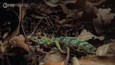 Female Chameleon erupts in color before death 