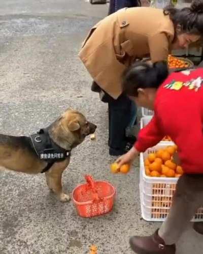 Dog doing some shopping and politely getting a person to move