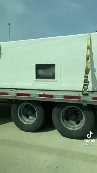 Transporting a shark on a highway