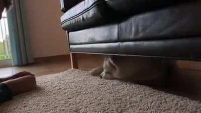 Husky Likes Throwing Tantrums Under Sofas