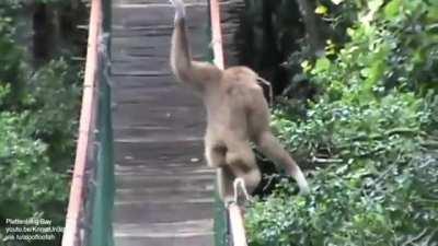 How this gibbon walks across a bridge