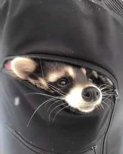 Adorable raccoon hiding in a backpack