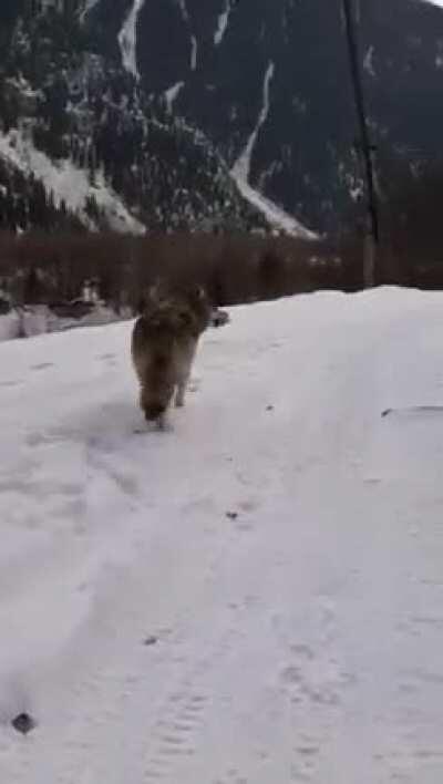 Russian guy feeds wild wolf