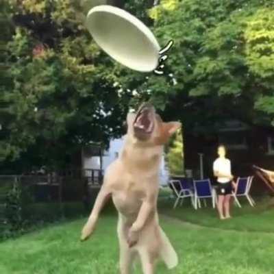 The attitude on that Frisbee - RIP cameraman