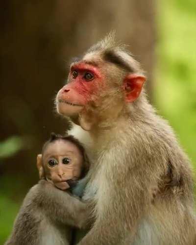 🔥A mother (Bonnet macaque) nursing her baby