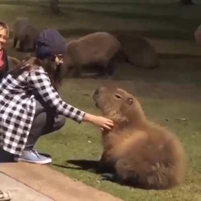 This capybara is so chill: &quot;Please rub my belly too!&quot;