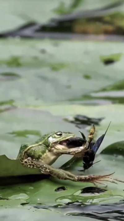 🔥 Common green frog trying to catch its prey