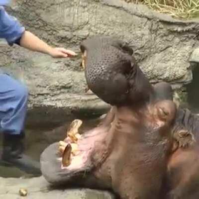 So casually brushing the teeth of one of the most dangerous animals on the planet