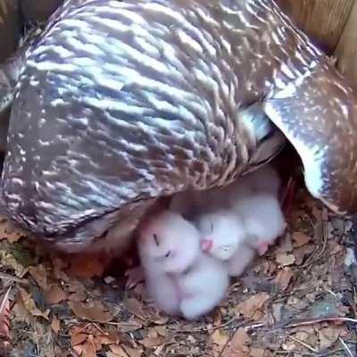 Mother owl with her babies 🥺