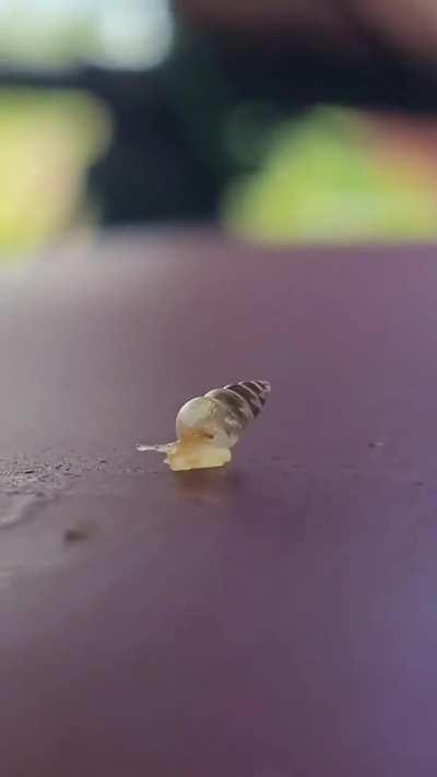 A baby snail walking.