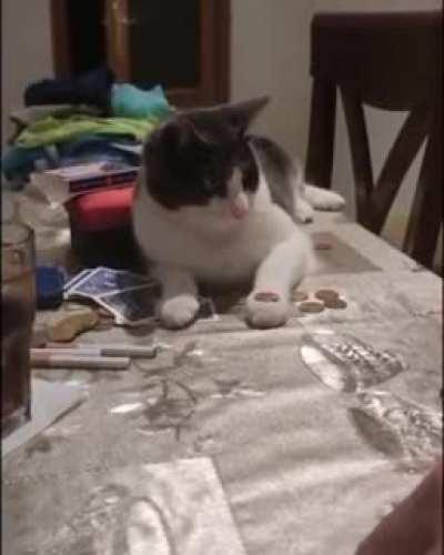 Owner teaches cat a coin trick.