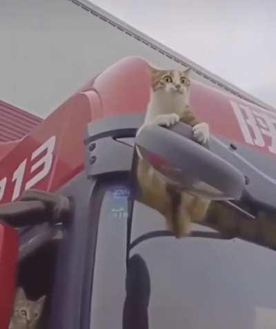 Cat gets a distressing lesson in friction and gravity