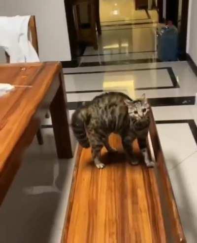 This cat's jump