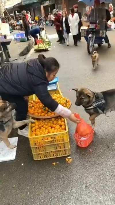 They (Dogs) buying Mandarin orange for their sick owner!