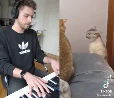 The only cats musical I support