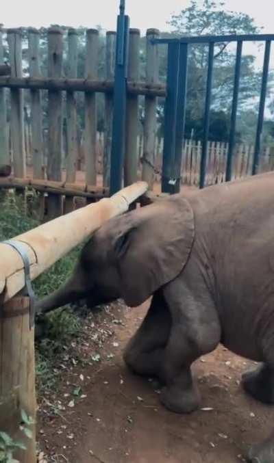 Baby elephant sets trunk aside and goes full face-mode for the payoff