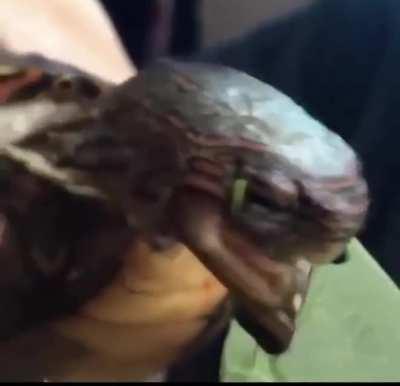 Turtle eating a leaf