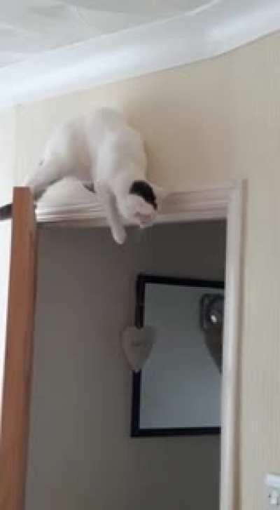 My cat discovered gravity