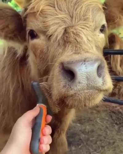 Good Pupper Being Brushed