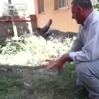 Pigeon Flying Lessons