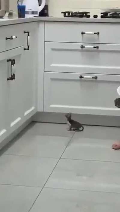 to jump on the kitchen sink