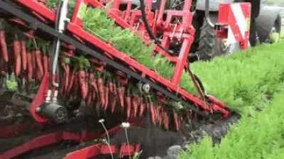 This is how carrots are harvested