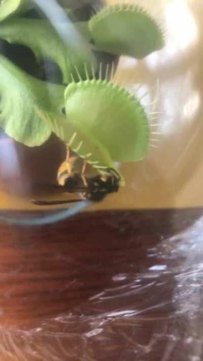 Fly trap catching Wasp