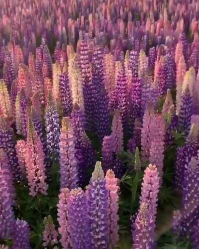 A field of Lupine in New Zealand