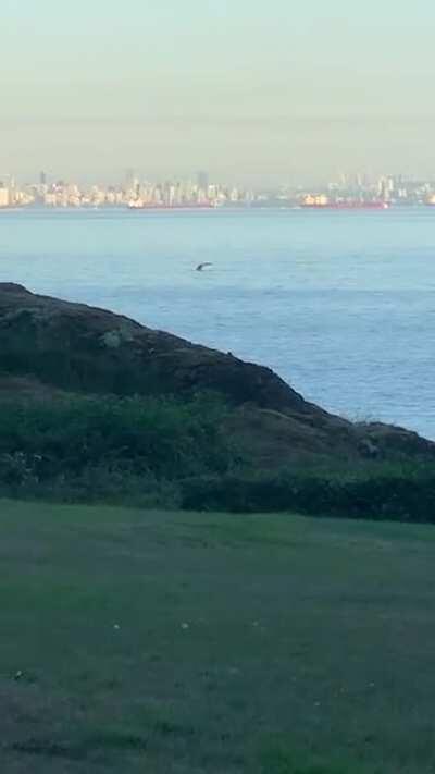 A whale came to say hello