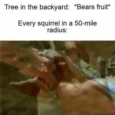 them damn squirrels man...........................