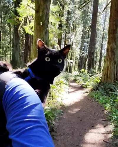 That curiosity on his face is the reason we keep hauling a 17 pound kitteh around. Rover truly loves exploring the outdoors with us.