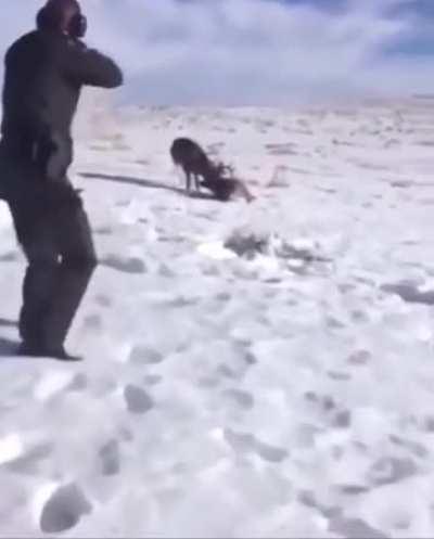 Once in a lifetime shot. Park ranger uses a shotgun to separate (and save) two antler locked bucks