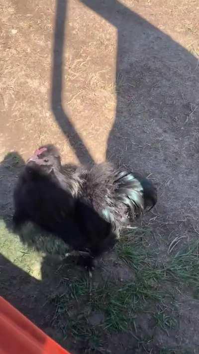 Chicken recognizes when their human gets home