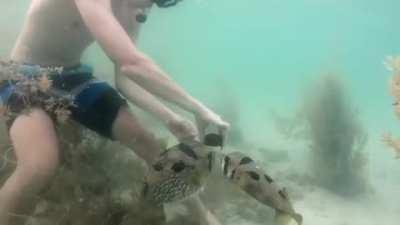 Pufferfish stays by its trapped friend while human cuts the net